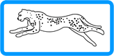 cheetah