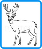 deer