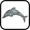 Draw a Dolphin