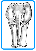 elephant