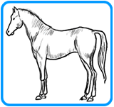 horse
