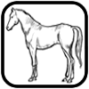 horse