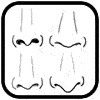 noses