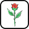 How to draw Rose