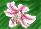 How to Draw a Lily
