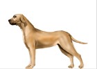 How to Draw a Realistic Dog