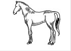 How to Draw a Horse