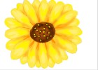 How to Draw a Flower