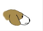 How to Draw a Beagle Head