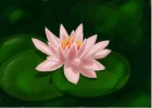 How to Draw a Lily