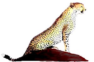 Cheetah