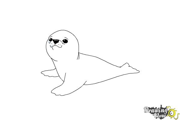 How to Draw a Baby Seal - Step 12 How to Draw a Baby Seal - Step 12