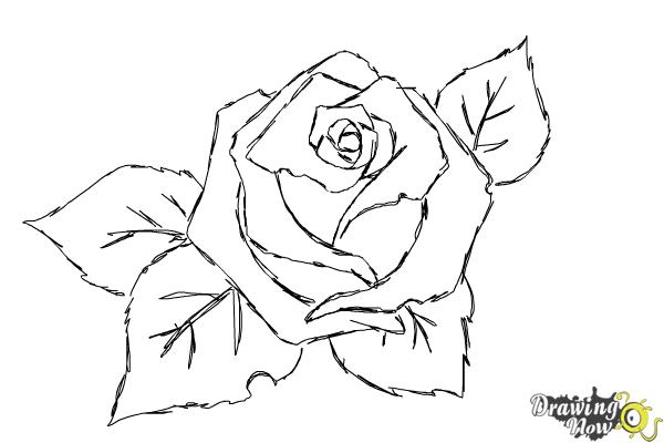 How to Draw a Beautiful Rose - Step 8 How to Draw a Beautiful Rose - Step 8