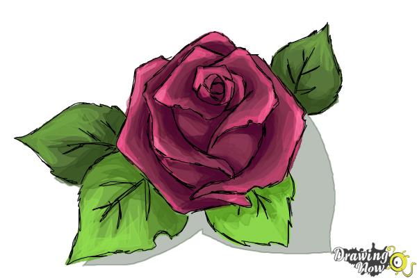 How to Draw a Beautiful Rose - Step 9 How to Draw a Beautiful Rose - Step 9