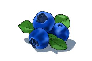 How to Draw a Blueberry