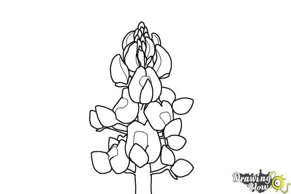 How to Draw a Bluebonnet - Step 14 How to Draw a Bluebonnet - Step 14