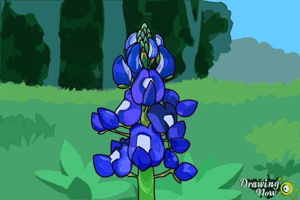 How to Draw a Bluebonnet - Step 15 How to Draw a Bluebonnet - Step 15