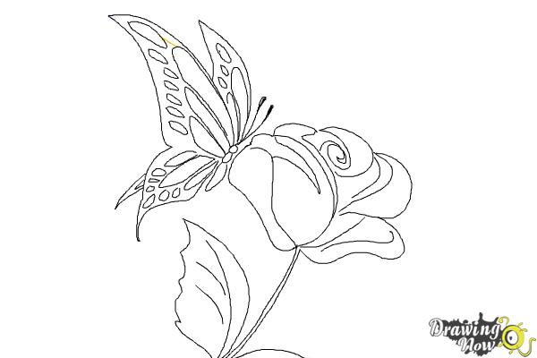 How to Draw a Butterfly On a Flower - Step 10 How to Draw a Butterfly On a Flower - Step 10