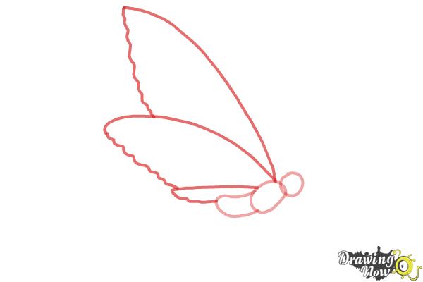 How to Draw a Butterfly Step by Step - Step 2 How to Draw a Butterfly Step by Step - Step 2