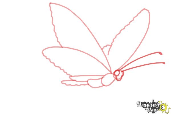 How to Draw a Butterfly Step by Step - Step 4 How to Draw a Butterfly Step by Step - Step 4