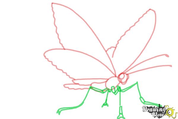 How to Draw a Butterfly Step by Step - Step 5 How to Draw a Butterfly Step by Step - Step 5