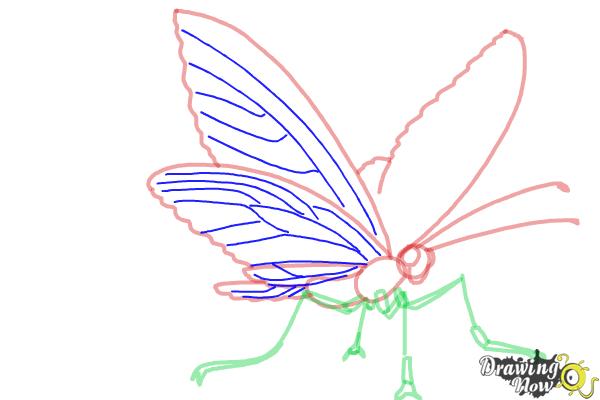 How to Draw a Butterfly Step by Step - Step 6 How to Draw a Butterfly Step by Step - Step 6
