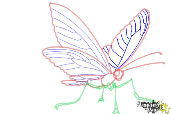 How to Draw a Butterfly Step by Step - Step 7 How to Draw a Butterfly Step by Step - Step 7