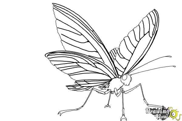 How to Draw a Butterfly Step by Step - Step 8 How to Draw a Butterfly Step by Step - Step 8