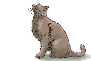 How to Draw a Cat Profile