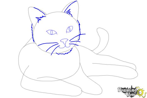 How to Draw a Cat - Step 7 How to Draw a Cat - Step 7