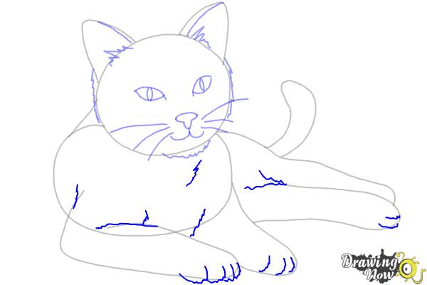 How to Draw a Cat - Step 8 How to Draw a Cat - Step 8