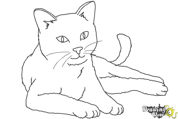 How to Draw a Cat - Step 9 How to Draw a Cat - Step 9