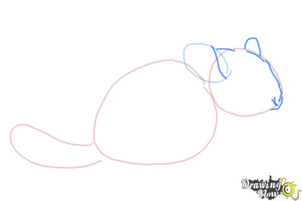 How to Draw a Chinchilla - Step 3 How to Draw a Chinchilla - Step 3