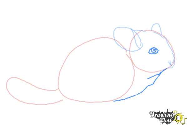 How to Draw a Chinchilla - Step 4 How to Draw a Chinchilla - Step 4