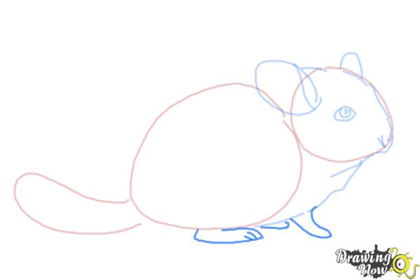 How to Draw a Chinchilla - Step 5 How to Draw a Chinchilla - Step 5
