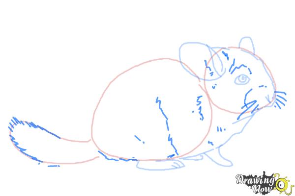 How to Draw a Chinchilla - Step 6 How to Draw a Chinchilla - Step 6