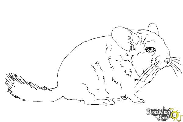 How to Draw a Chinchilla - Step 7 How to Draw a Chinchilla - Step 7