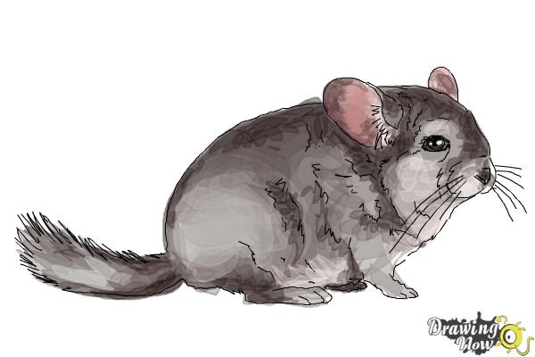 How to Draw a Chinchilla - Step 8 How to Draw a Chinchilla - Step 8