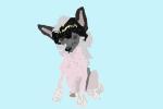 How to Draw a Chinese Crested Puppy