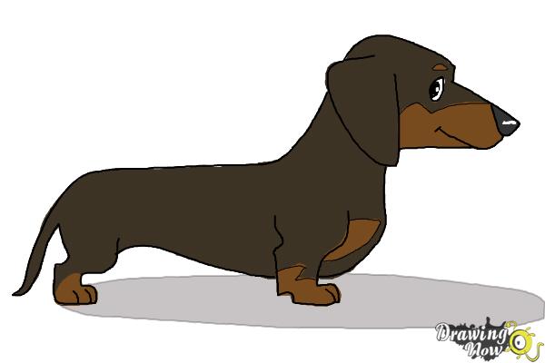 How to Draw a Dachshund - Step 10 How to Draw a Dachshund - Step 10