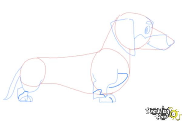 How to Draw a Dachshund - Step 8 How to Draw a Dachshund - Step 8