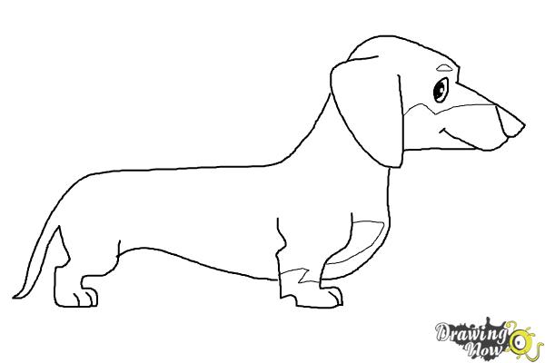 How to Draw a Dachshund - Step 9 How to Draw a Dachshund - Step 9