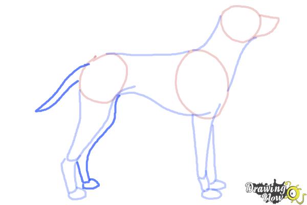 How to Draw a Dalmatian - Step 6