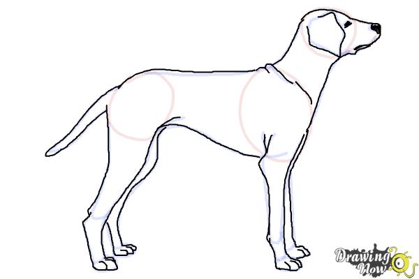 How to Draw a Dalmatian - Step 8