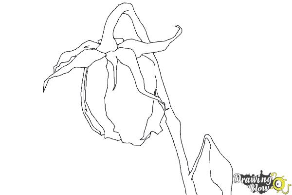 How to Draw a Dead Rose - Step 10 How to Draw a Dead Rose - Step 10