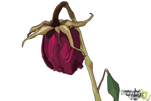How to Draw a Dead Rose - Step 11 How to Draw a Dead Rose - Step 11