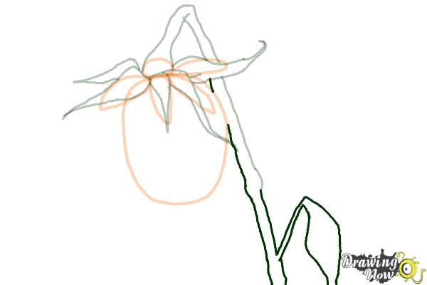 How to Draw a Dead Rose - Step 7 How to Draw a Dead Rose - Step 7