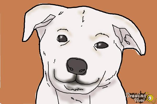 How to Draw a Dog Face - Step 9 How to Draw a Dog Face - Step 9