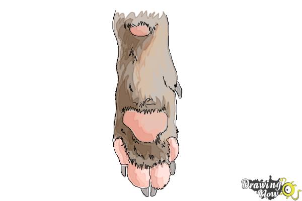 How to Draw a Dog Paw - Step 9 How to Draw a Dog Paw - Step 9