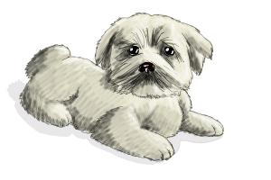 How to Draw a Furry Dog